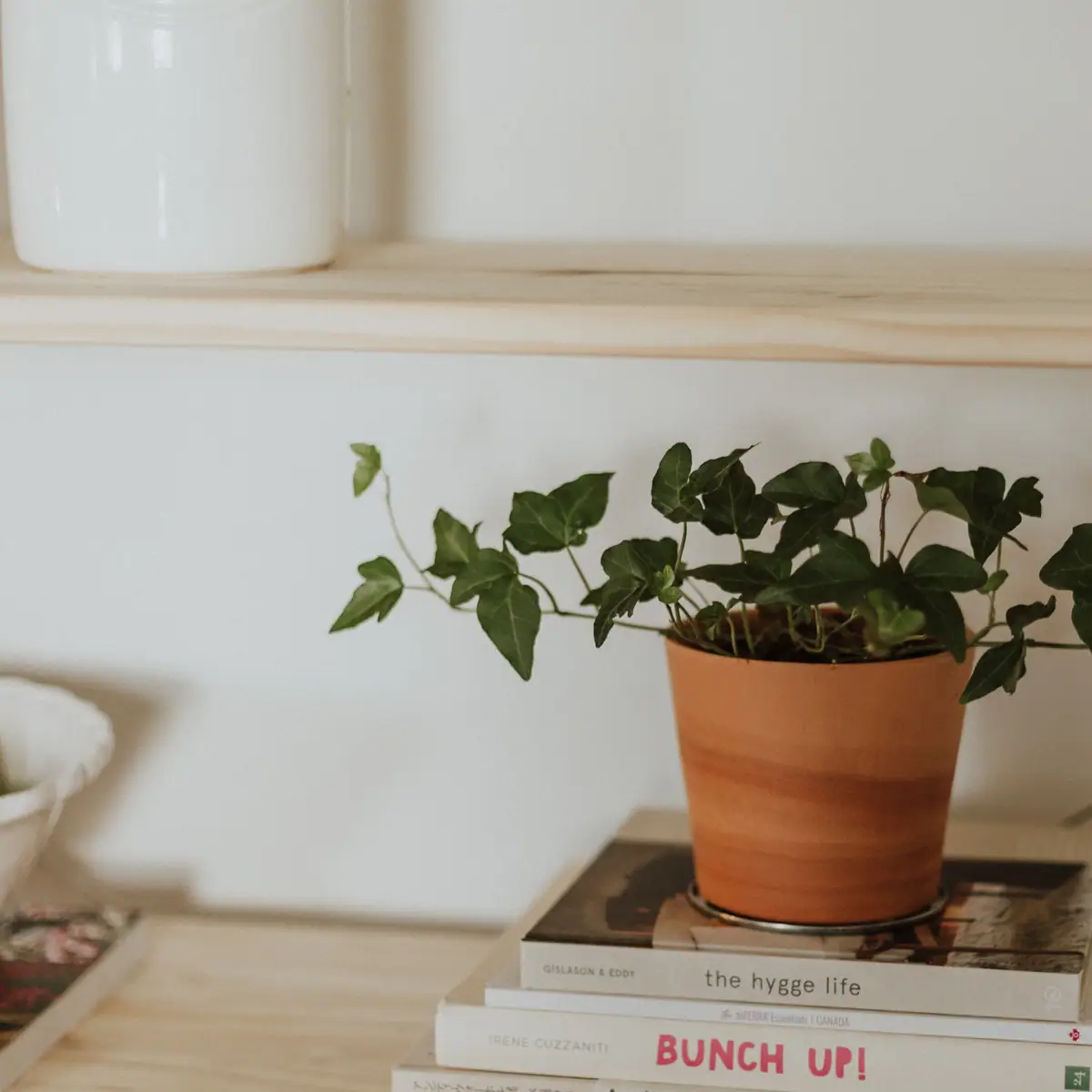 Warm terracotta, pale wood and a climbing plant in an everyday interior